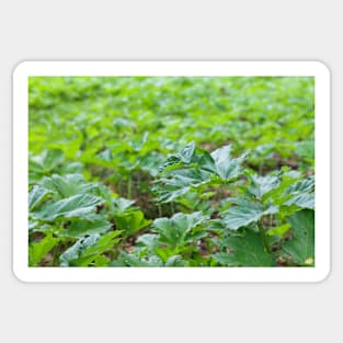 Field of young green giant hoghweed Sticker